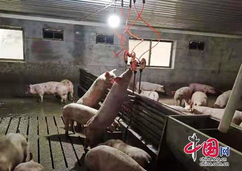 猪场建设：创新猪栏设计