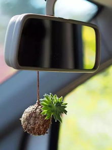 车花不倒秘籍：防滑大战！