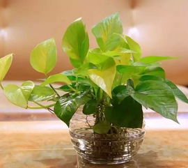 黄金葛：吸附异味， 增加室内氧气含量