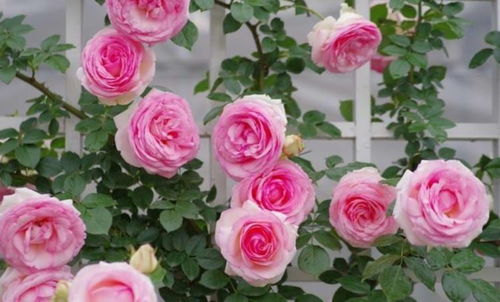 月季花：四季花开不停， 美丽如画