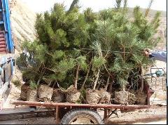 三、 网购陷阱：小心特价种子