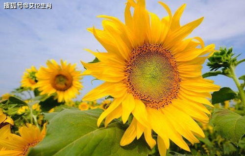 锦带花花语：坚韧不拔