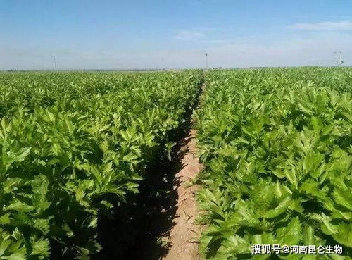 防治芹菜根腐病， 综合治理是关键