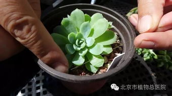 第一步：了解多肉基本需求