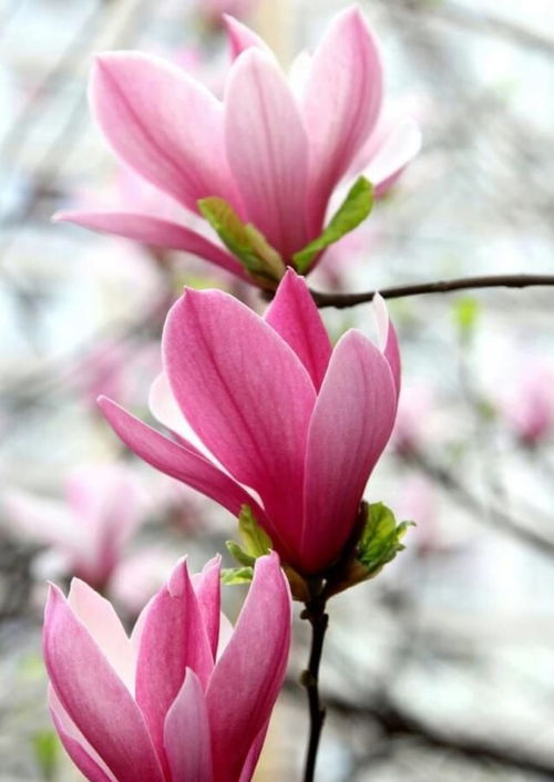 温度控制， 种子发芽的秘诀