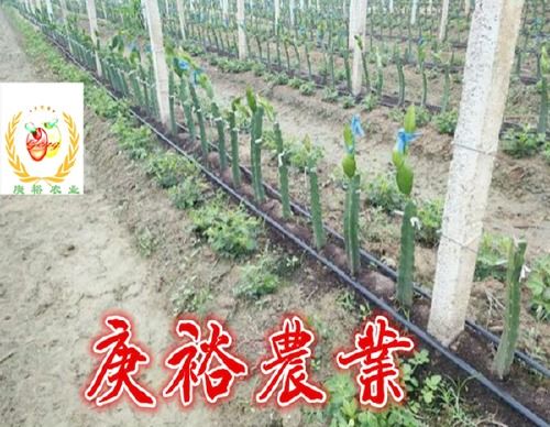 火龙果苗根系不发达，为什么不爱长