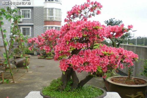 杜鹃花养殖，打造美丽花园