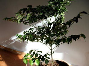 盆景市场， 四季如春