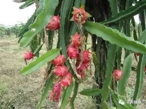 火龙果盆栽种植：从种子发芽到开花结果