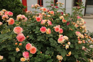 秋季月季花养护：警惕四种“夺命肥”