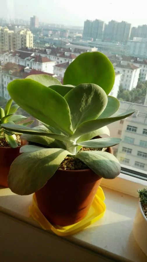玻璃翠，美轮美奂的多肉植物