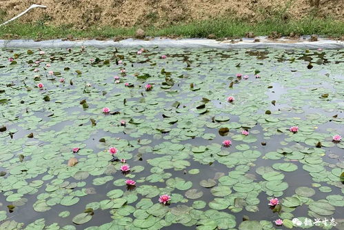 河道护坡的植物选择