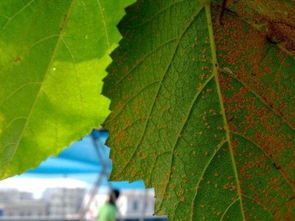 月季红蜘蛛，让人头疼的害虫