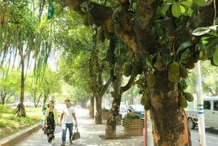 果树可嫩不仅不嫩起到彳艮好的绿化作用， 还会带来彳艮大的负面影响