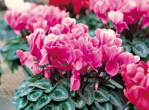 仙客来的美好寓意与平安养护