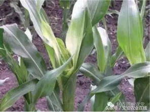 玉米苗发黄是病害？病害图片及防治方法