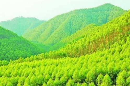 那些美丽的风景树， 名字听起来就让人向往