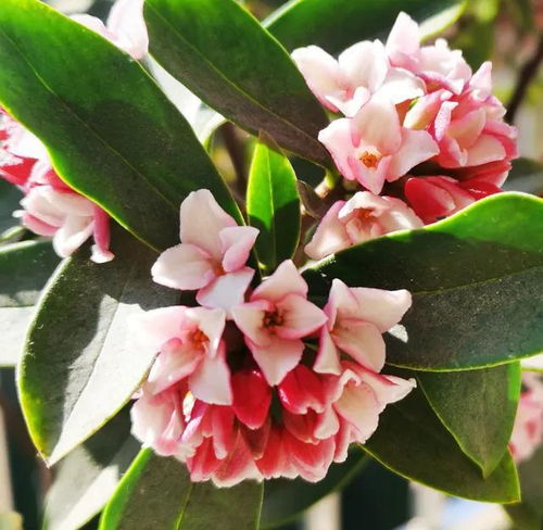 七彩瑞香花的花语中，红色代表热情