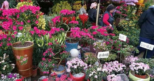 买花不慎，心酸不以！