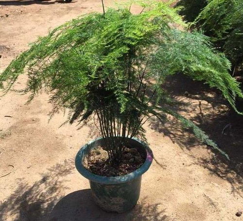 土壤选择：杉木的“美食天堂”