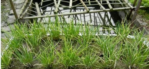 小葱种植的最佳时间是什么时候？不同季节种植小葱需要注意什么