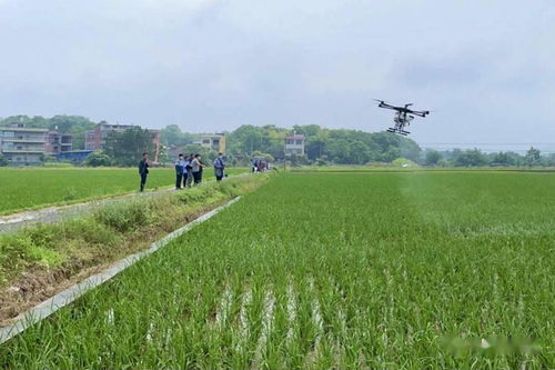 稻田用药方法：生态为主， 减少除草剂