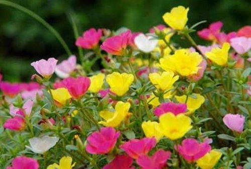 水分管理不当也会影响玫瑰花的大小