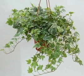 香草植物， 实用又美观