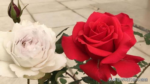 月季花，美得让人心动