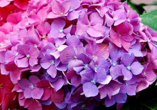 绣球花的花语是什么它代表着怎样的情感和寓意呢