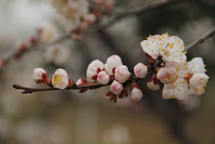 梅花的美， 无处不在