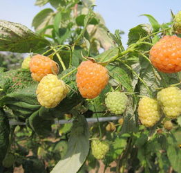 心急吃不了热豆腐