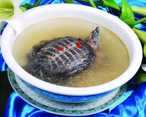 团鱼吃什么饲料？有没有适合团鱼生长的天然或人工饲料推荐？