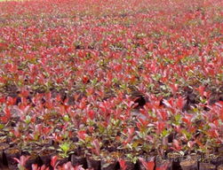 五、运输与包装