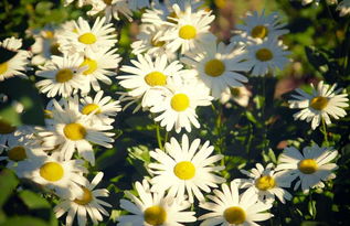 播种方法：撒播小种子