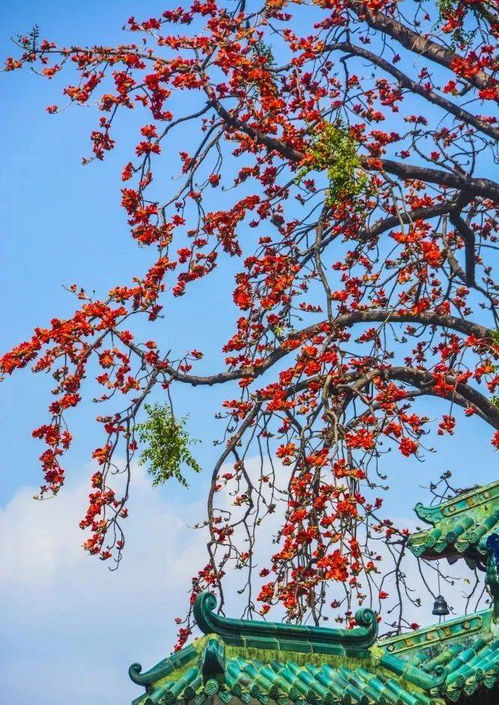 在草木繁茂的安居乐业之地，这样的诗意栖居生活，您觉得如何？