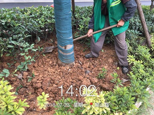 高温干旱季节园林植被养护的挑战