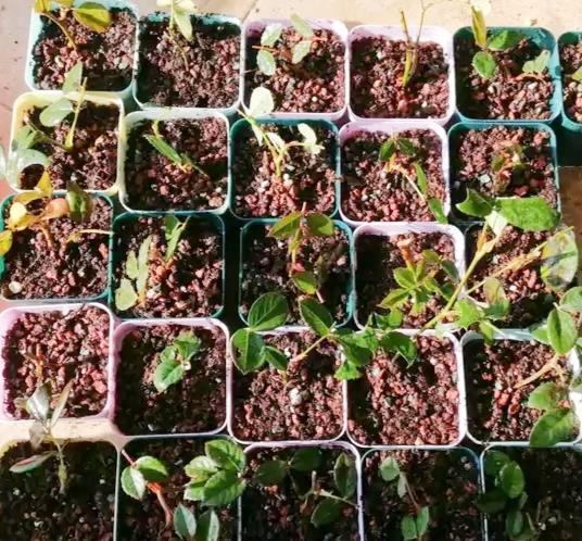 先说说得找个排水好的地方