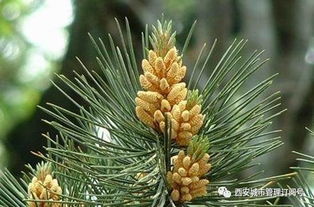 白皮松的珍贵药用价值