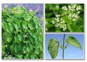 从植物杀手到绿植医生的逆袭