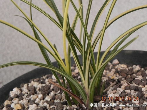 养殖蕙兰烂根的应对措施