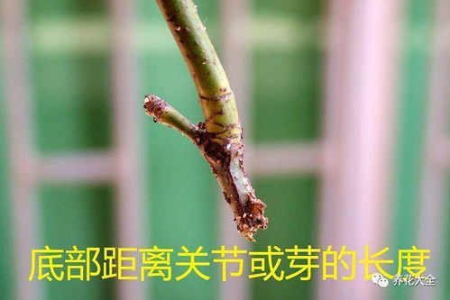 选对枝条，生根不难