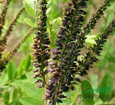 河南紫穗槐苗木基地地址揭秘