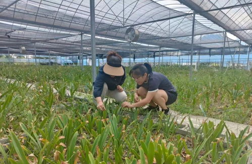 甘草高效育苗技术：种苗繁育新策略！