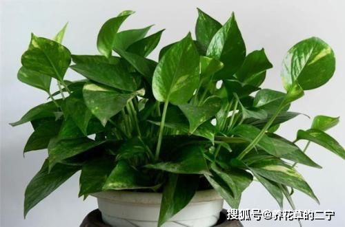 大叶绿萝烂根，是土壤问题吗
