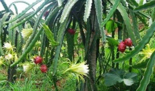 一次吃多少量会导致中毒？