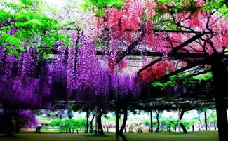 紫藤的养护管理