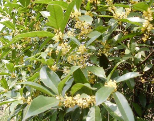 四季桂花树各季施肥攻略，喷水有讲究？