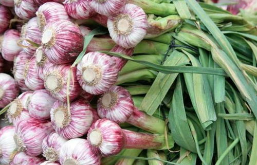 大蒜休眠期后的生长与养护