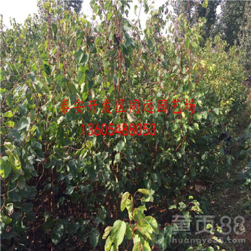 杏树种子育苗技术难点解析